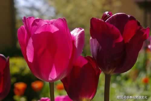 在黑网赢钱被黑赢钱提款失败解决方式 处理策略(图)