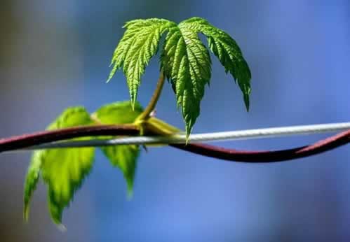 提款通道暂时维护中大家怎么破解(图)
