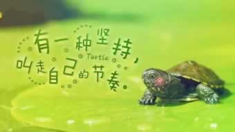 网络平台注单异常不能提款 操作方案(图)
